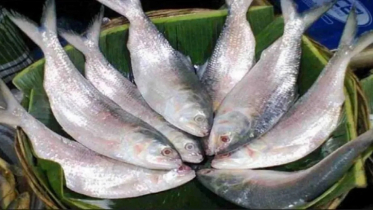 রহস্যময় ইলিশ: কেন নদী থেকে সাগরে, আবার নদীতে ফেরে!