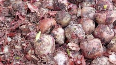 Indian onions rotting at the border, being sold at Rs 2 per kg