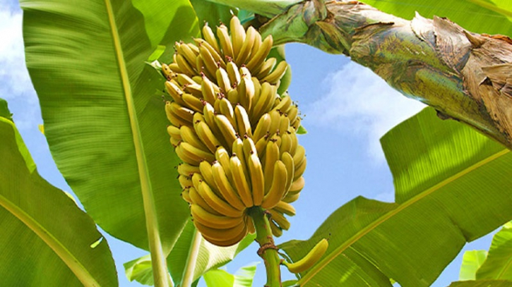 Which banana is healthier? Analysis by a US expert