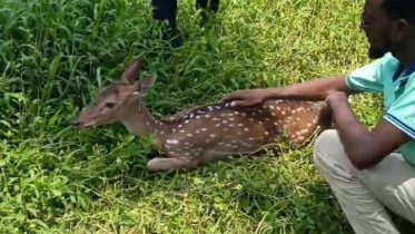 Why are animals of the Sundarbans suddenly leaving the forest