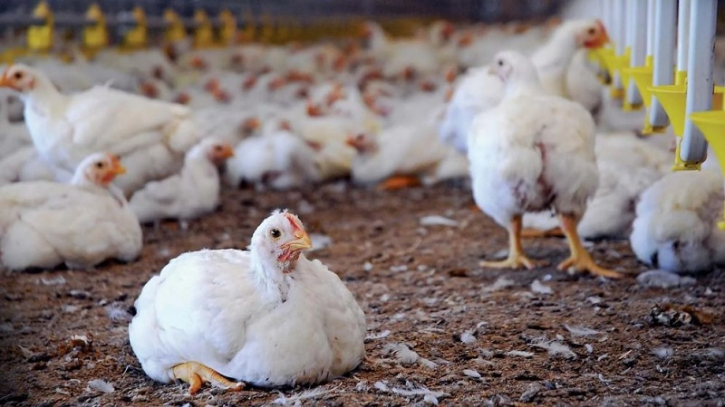 The danger posed by mass poultry farming!