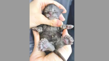 Guinness World Records for Cats