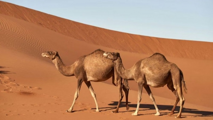 Saudi Arabia launches ‘Camel Passport’