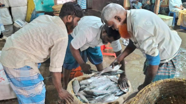 Hilsa shortage in Chandpur, price tripled