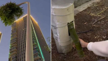 Bamboo growing inside street lamp, locals shocked