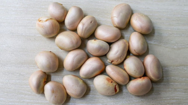 Know the benefits of jackfruit seeds, how to eat them Know the benefits of jackfruit seeds, how to eat them