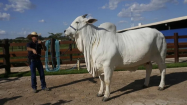 The world’s most expensive cow