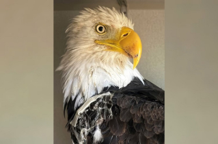 Big Bear bald eagle Jackie’s cause of death revealed