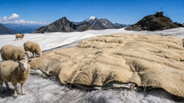 Sheep wool will prevent glaciers from melting! Sheep wool will prevent glaciers from melting!