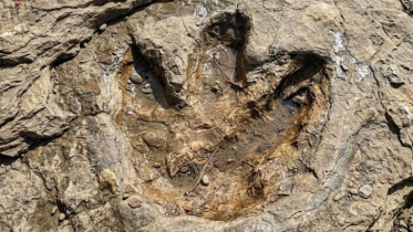 Adult dinosaur footprints found after 65 million years