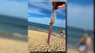 Swimmers urged to watch for ’purple meany’ jellyfish
